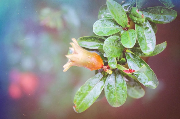 Close-up of plant