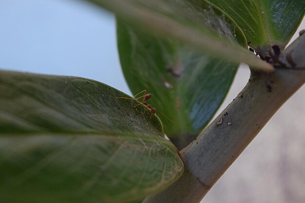 Photo close-up of plant