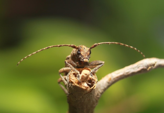 Photo close-up of a plant