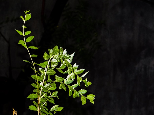 Close-up of plant