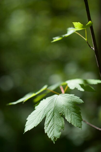 Close-up of plant