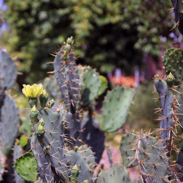 Photo close up of a plant