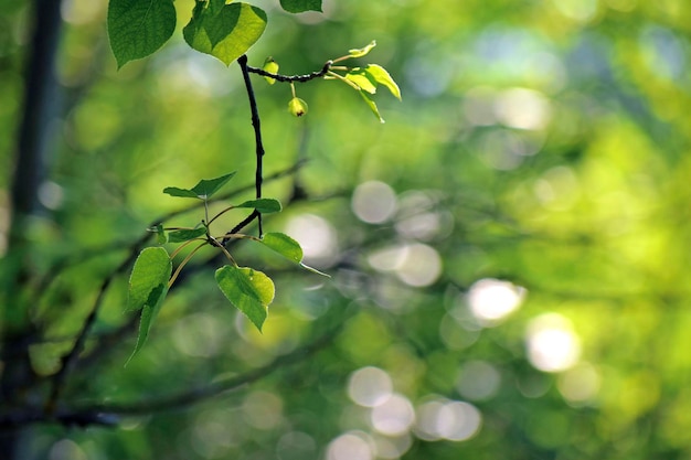 植物のクローズアップ