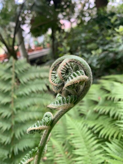 Close-up of plant