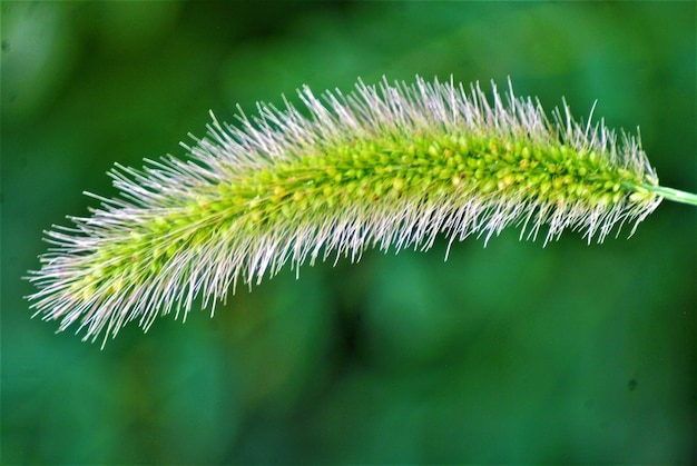 Close-up of plant