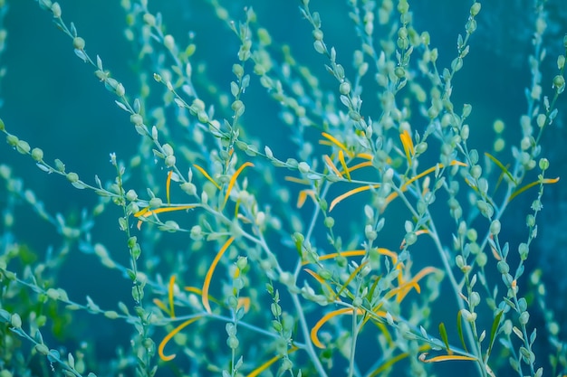 Photo close-up of plant