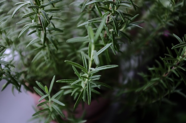 Close-up of plant