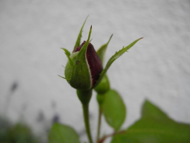 Photo close-up of plant