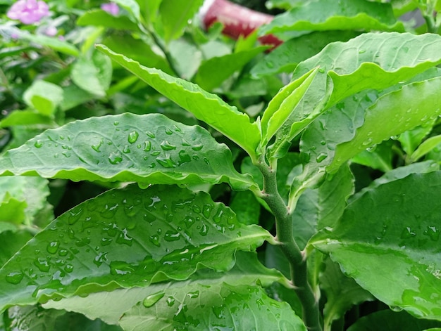 A close up of a plant