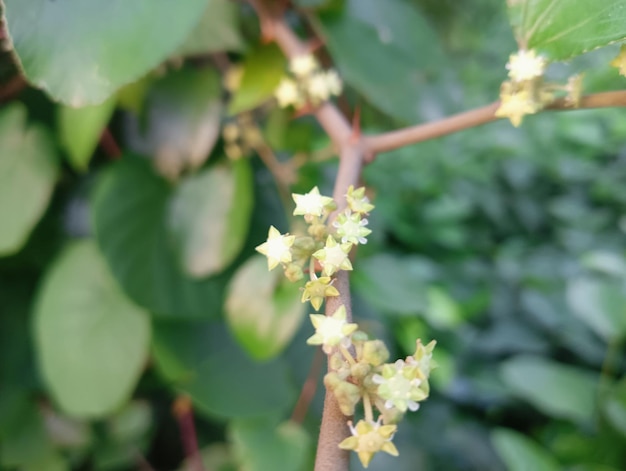 A close up of a plant