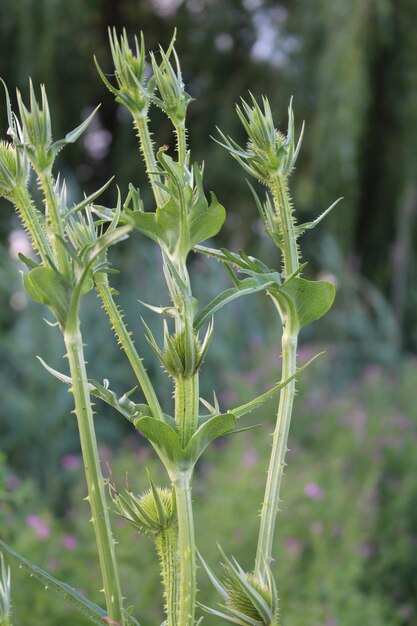 A close up of a plant