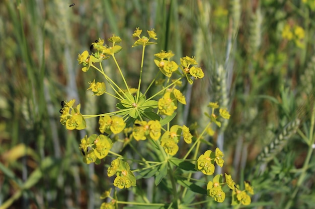 A close up of a plant