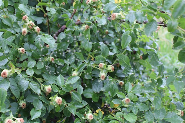 A close up of a plant