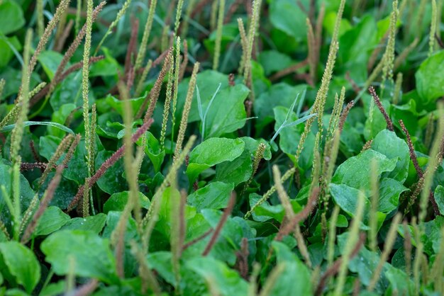 地面に生えているオオバコの葉と種子の接写明るい緑色の薬用植物の花のコンセプト