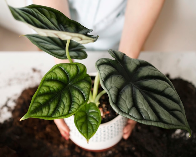 Foto close-up planten bol in de bodem