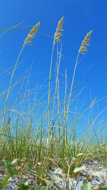 Close-up of plants against blue sky