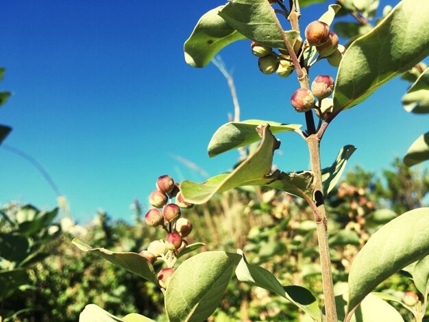 Close-up of plants against blue sky