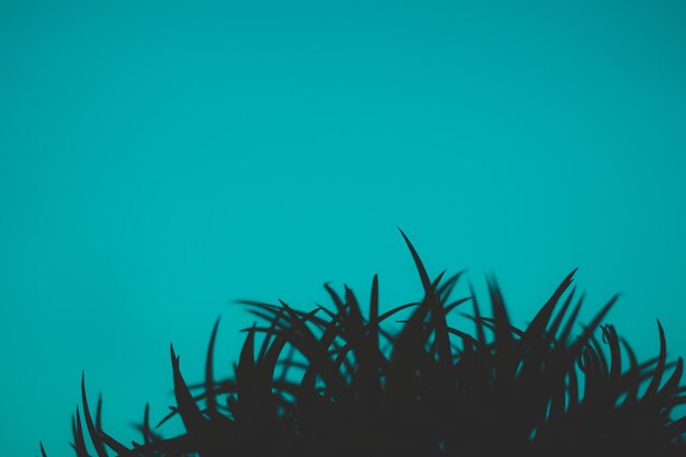 Close-up of plants against blue sky