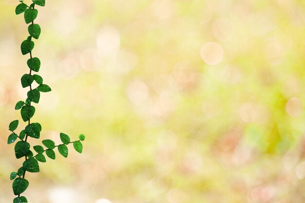 Close-up of plants against blurred background