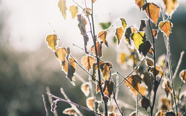 Close-up of plants against blurred background