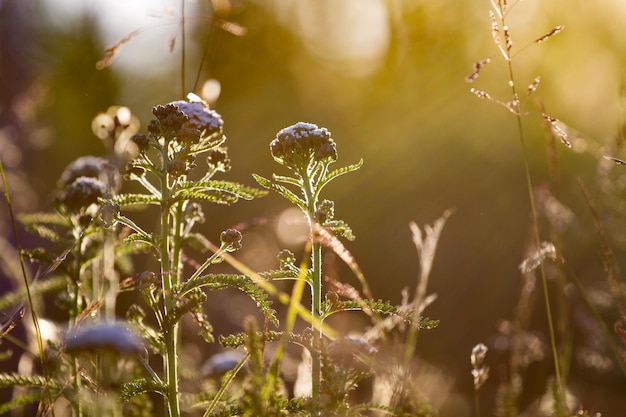 Close-up of plants against blurred background