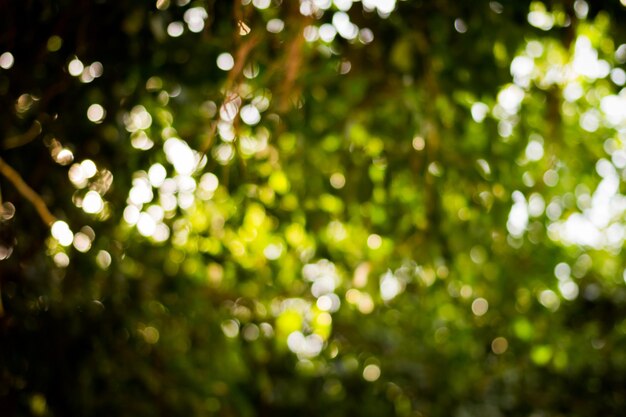 Close-up of plants against blurred background