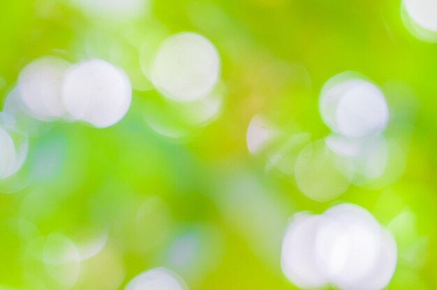 Close-up of plants against blurred background