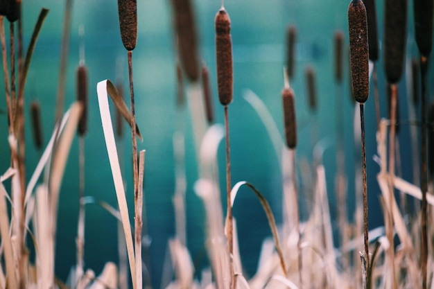 Photo close-up of plants against blurred background