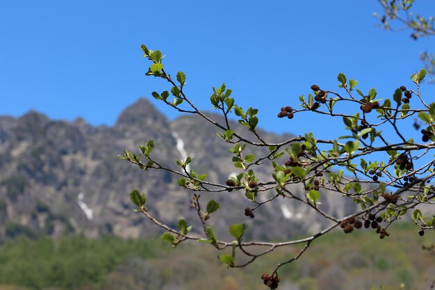 Close-up of plants against clear blue sky