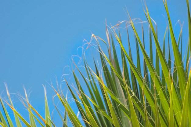 澄んだ青い空を背景に植物のクローズアップ