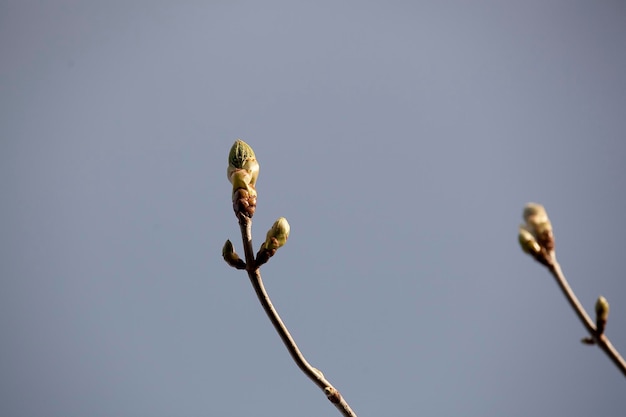 Close-up of plants against clear sky