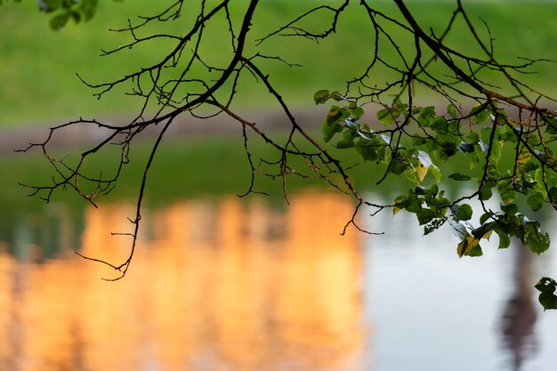 Close-up of plants against lake