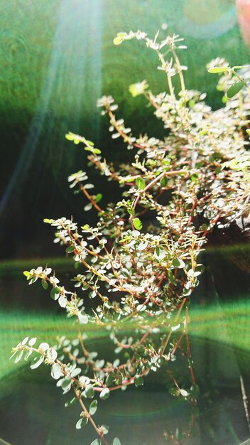 Photo close-up of plants against lake