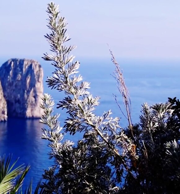 Close-up of plants against sea during winter