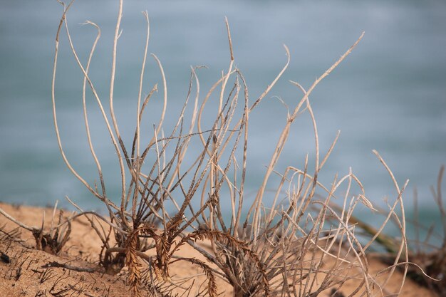 Foto prossimo piano delle piante contro il mare