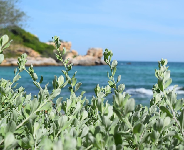 植物と海のクローズアップ