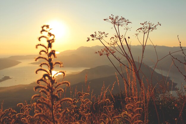 Photo close-up of plants against sky during sunset