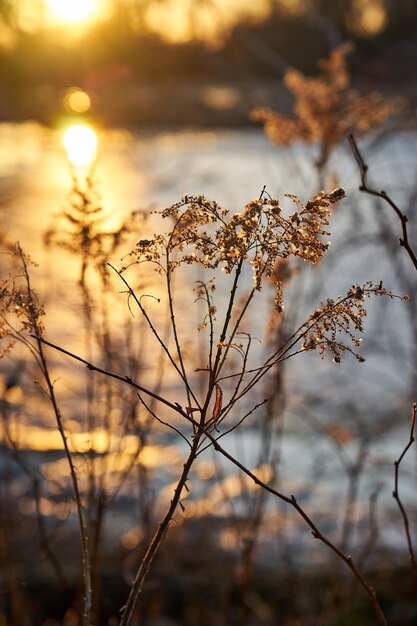 Close-up of plants against sky during sunset