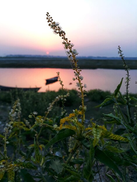 Foto close-up di piante contro il cielo durante il tramonto