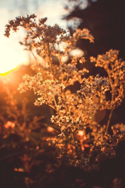 Photo close-up of plants against sky during sunset