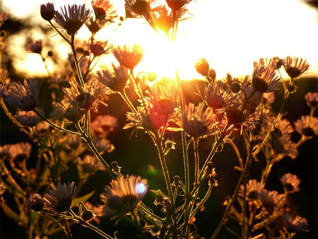 close-up of plants against sky during sunset