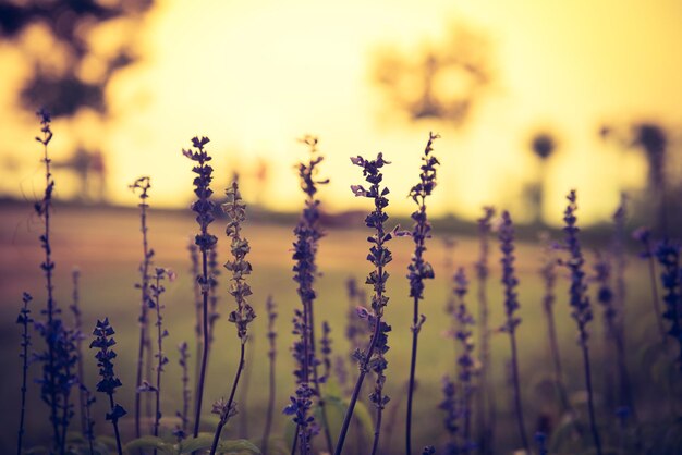 Close-up of plants against sky during sunset