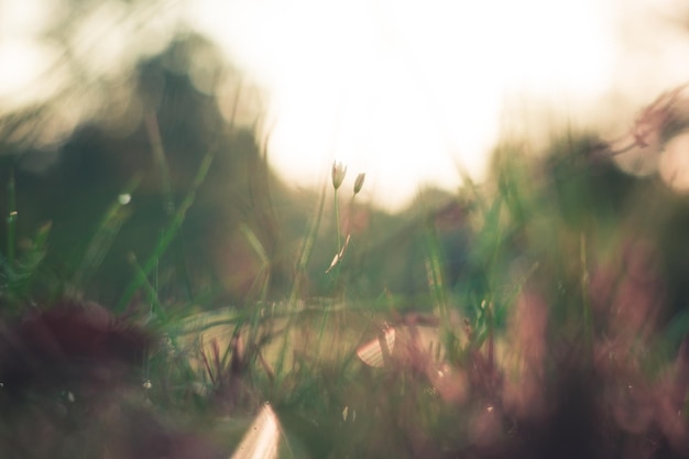 Photo close-up of plants against sky