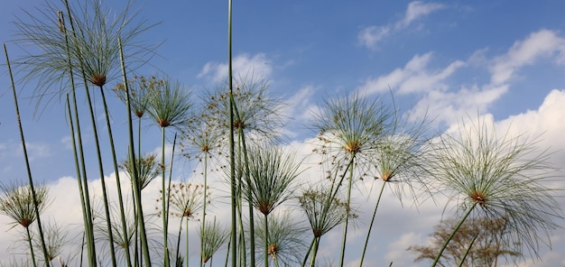 空に照らされた植物のクローズアップ