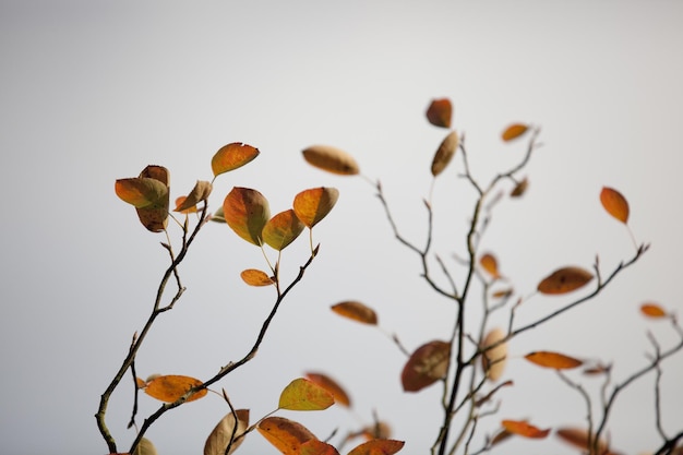 Photo close-up of plants against sky