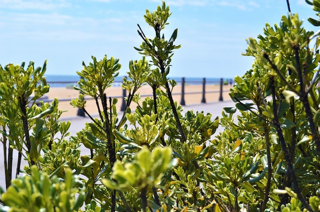 Photo close-up of plants against sky