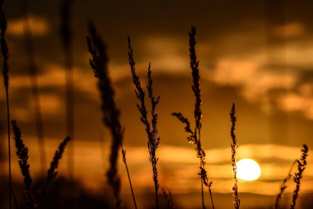 Photo close-up of plants against sunset sky