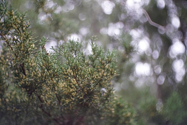 Foto prossimo piano delle piante contro gli alberi