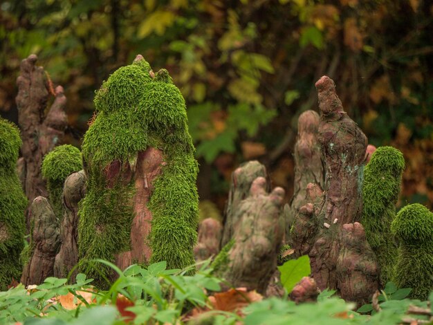 Photo close-up of plants against trees