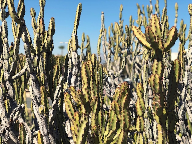 Photo close-up of plants against trees